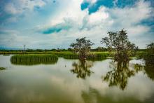 Ciénaga de la leche